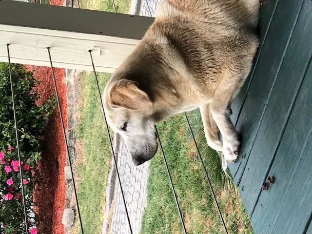 Lost dog in Wilmington, NC, 28411