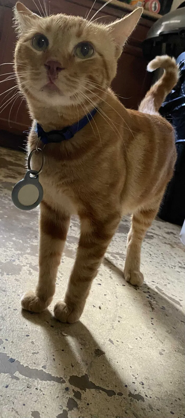 Lost cat in Phoenix, AZ, 85015