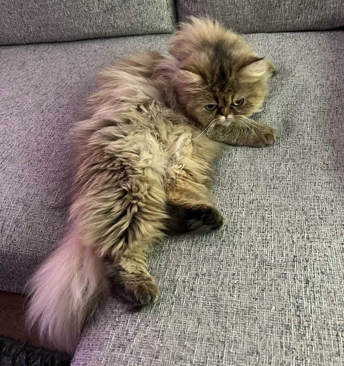 Lost cat in Queens Village, NY, 11427