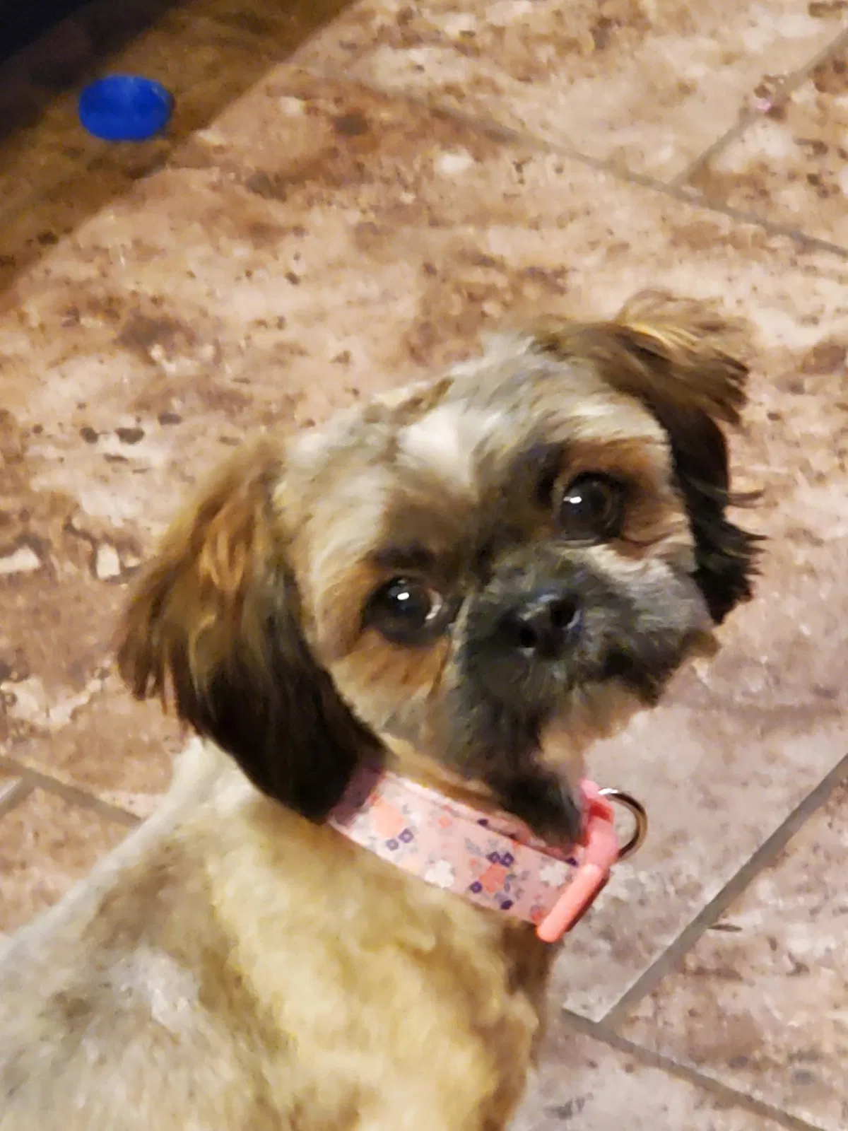 Lost dog in Las Cruces, NM, 88007
