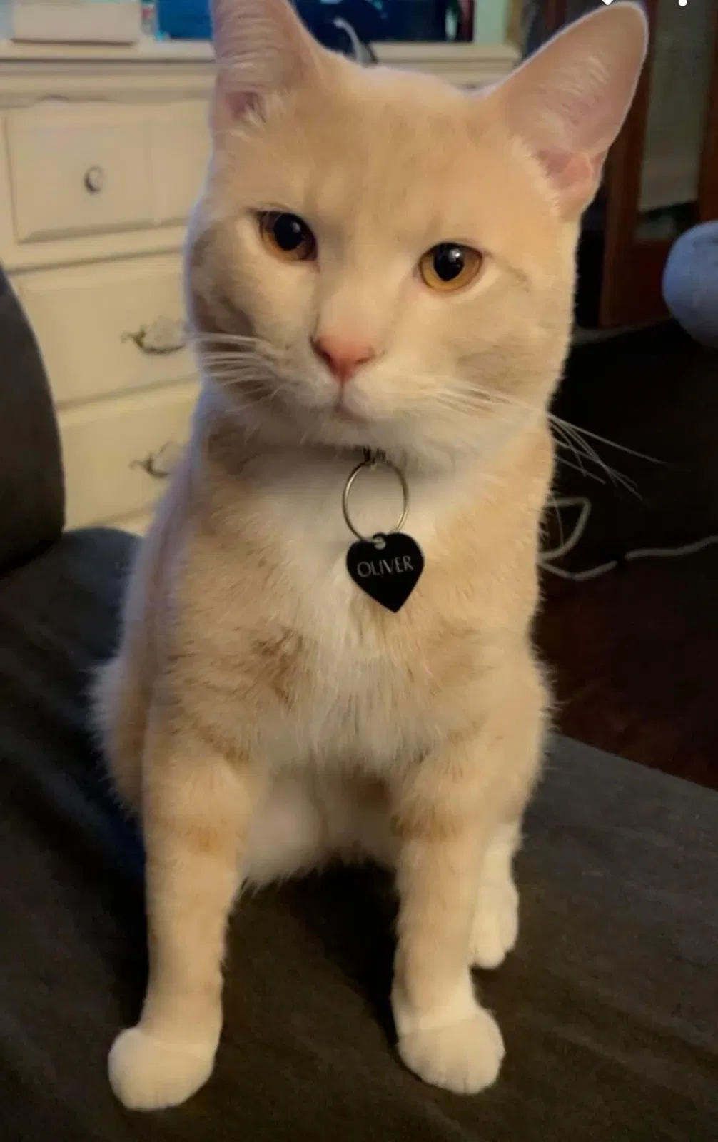 Lost cat in Norman, OK, 73072