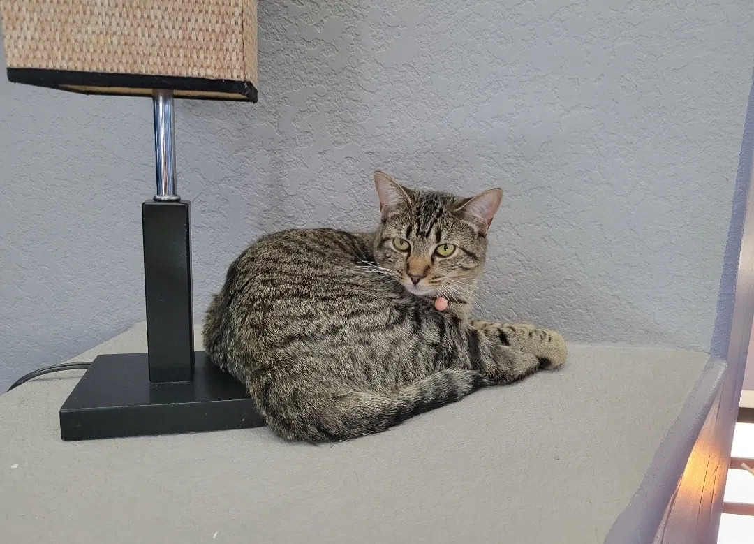 Lost cat in Schertz, TX, 78154
