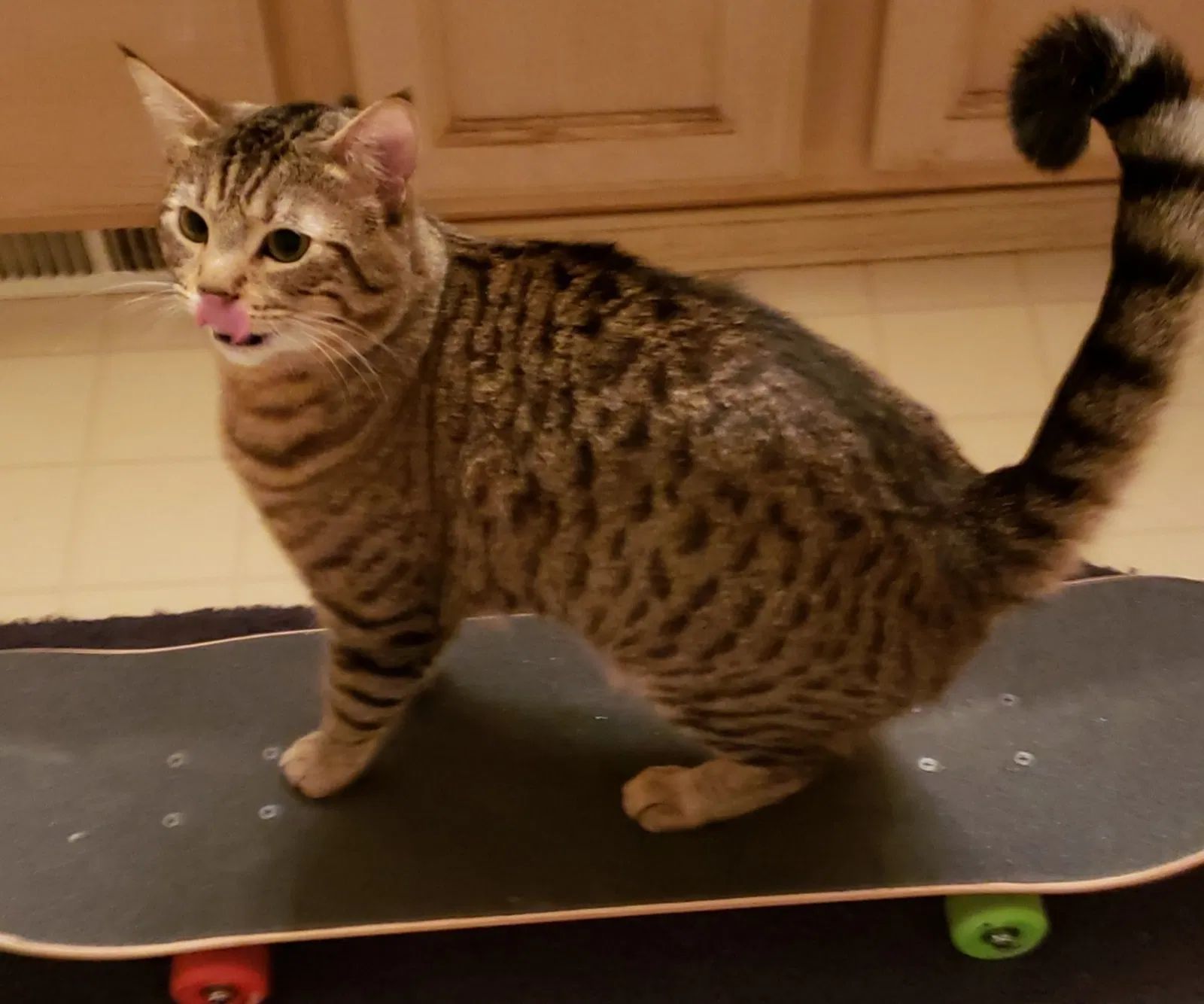 Lost cat in Seattle, WA, 98106