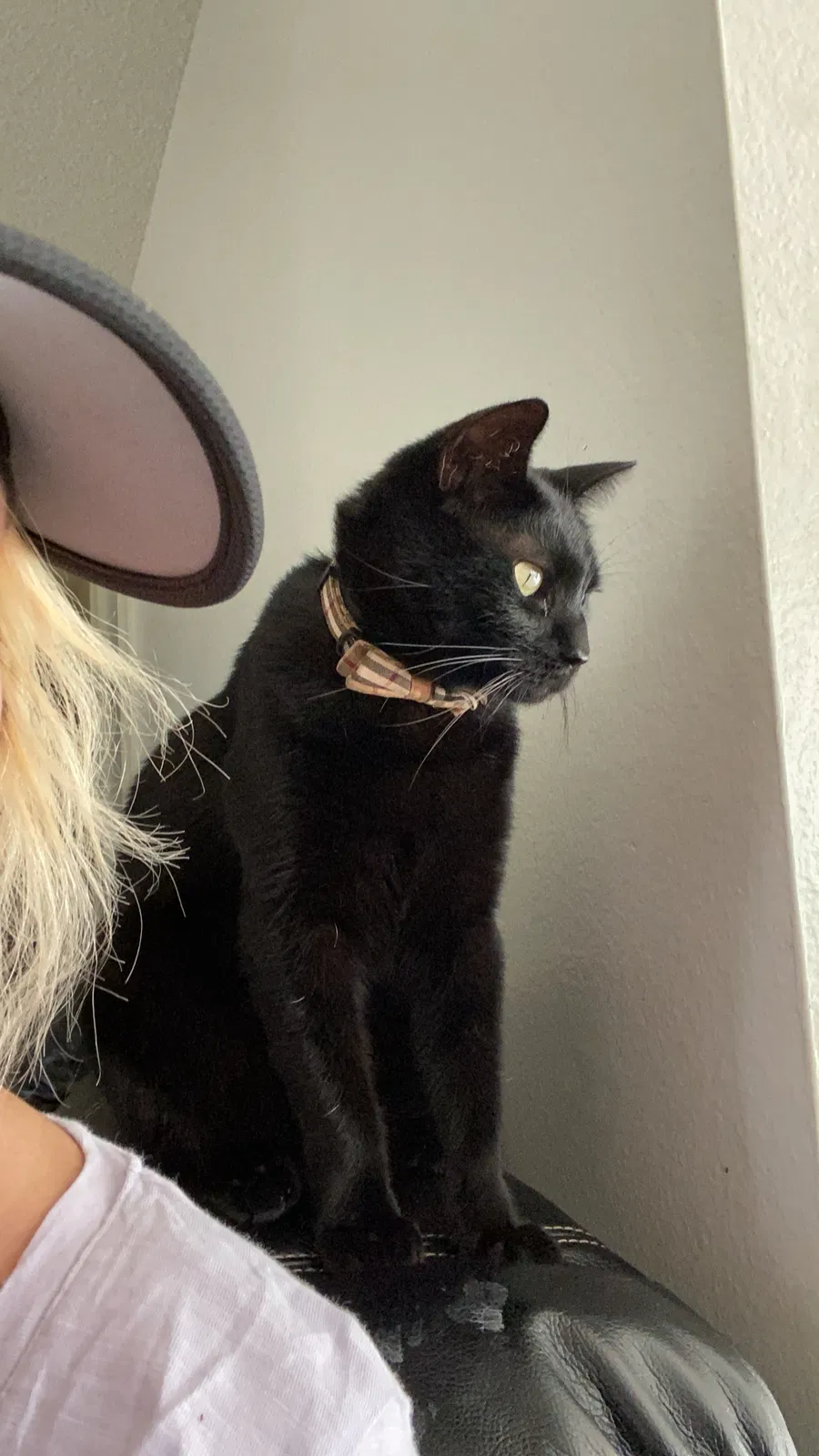 Lost cat in Grand Terrace, CA, 92313