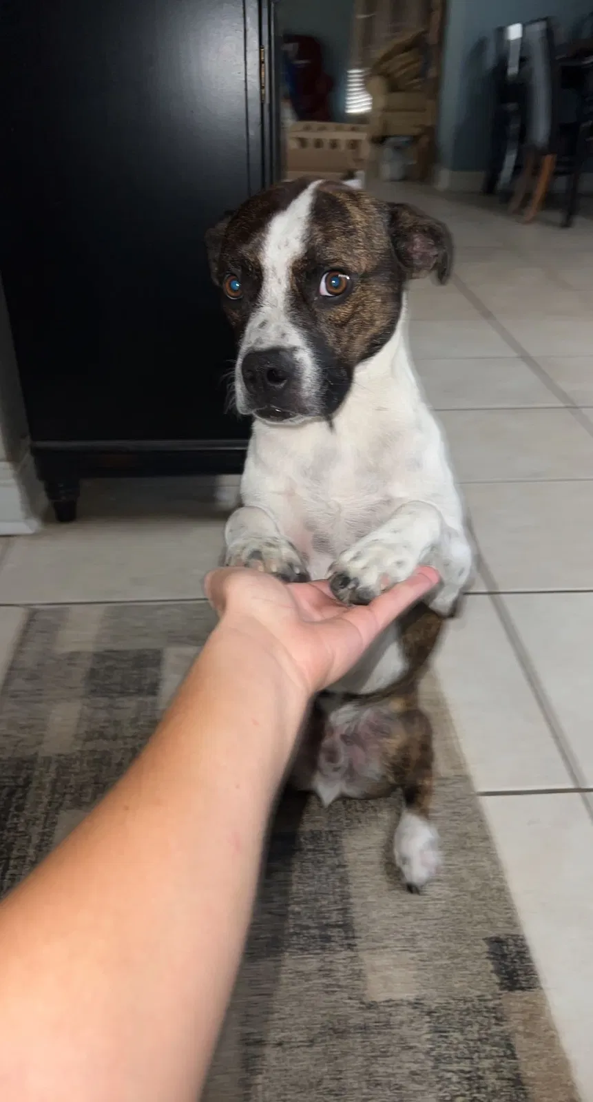 Lost dog in Lafayette, LA, 70506