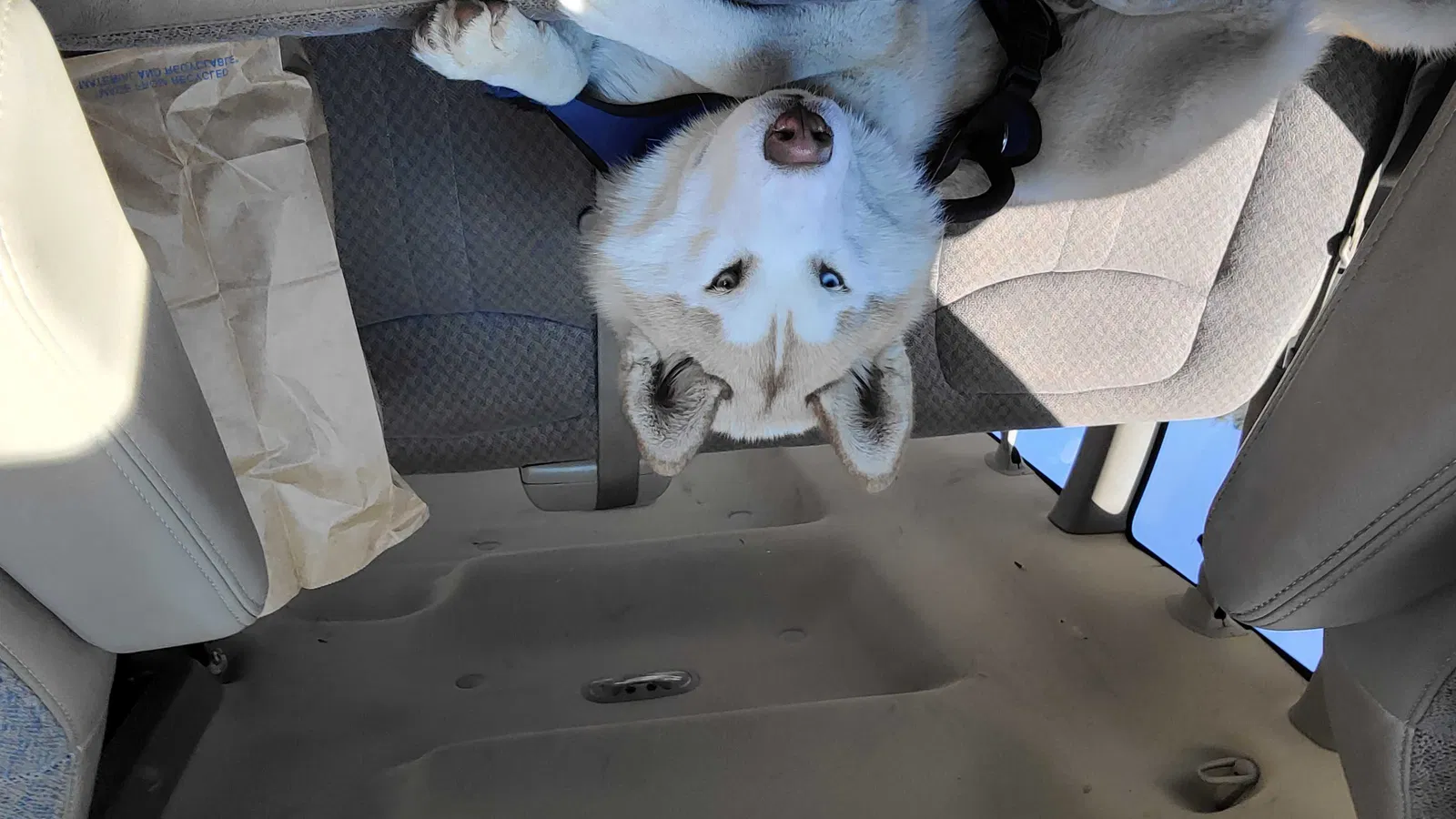 Lost dog in Greensboro, NC, 27406