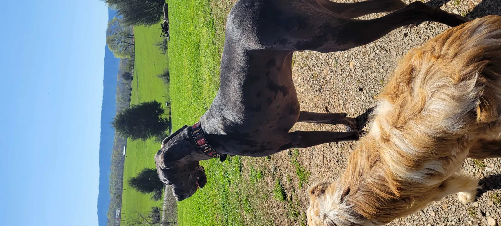 Lost dog in Delano, TN, 37325