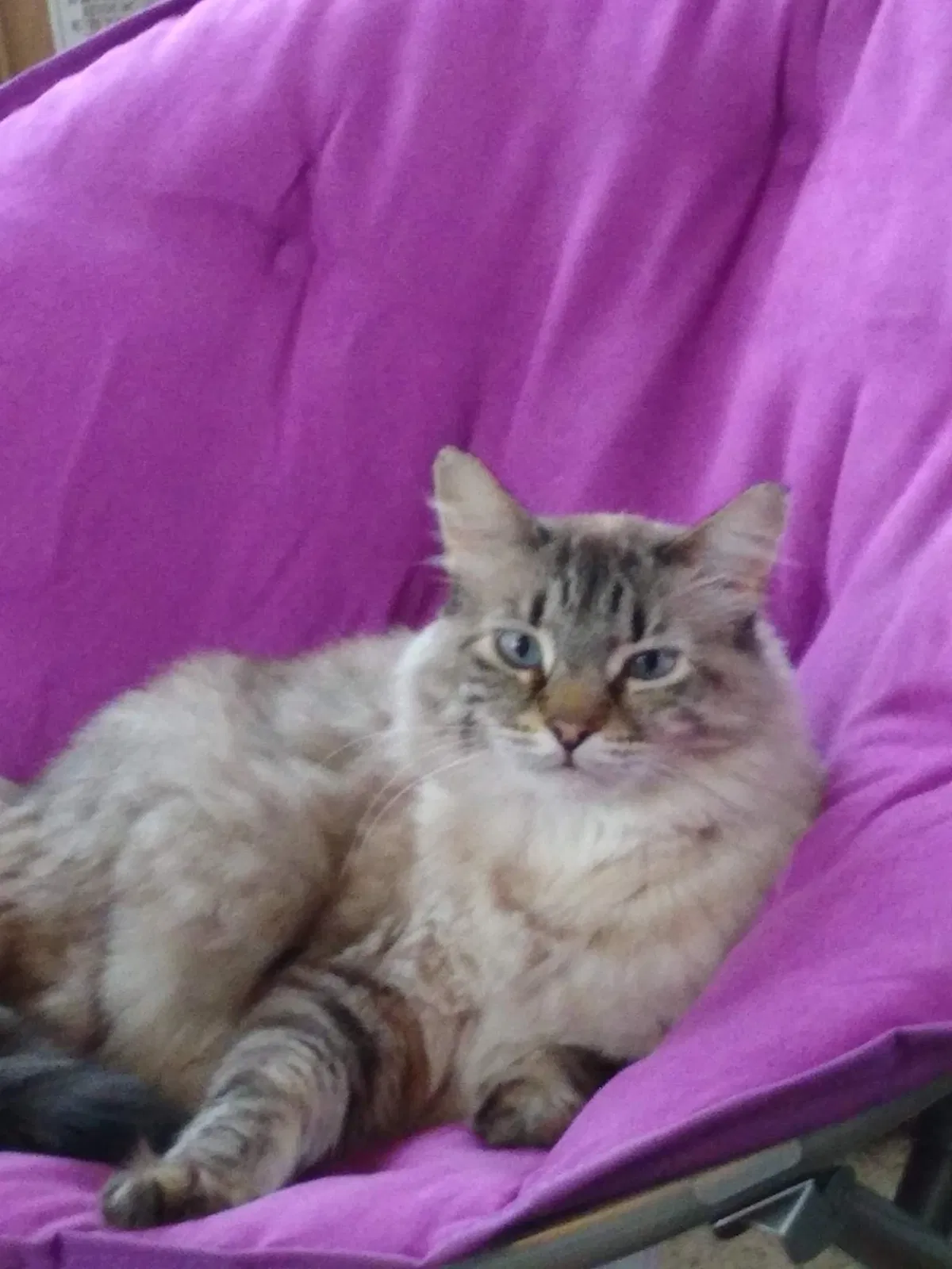 Lost cat in Renville, MN, 56284