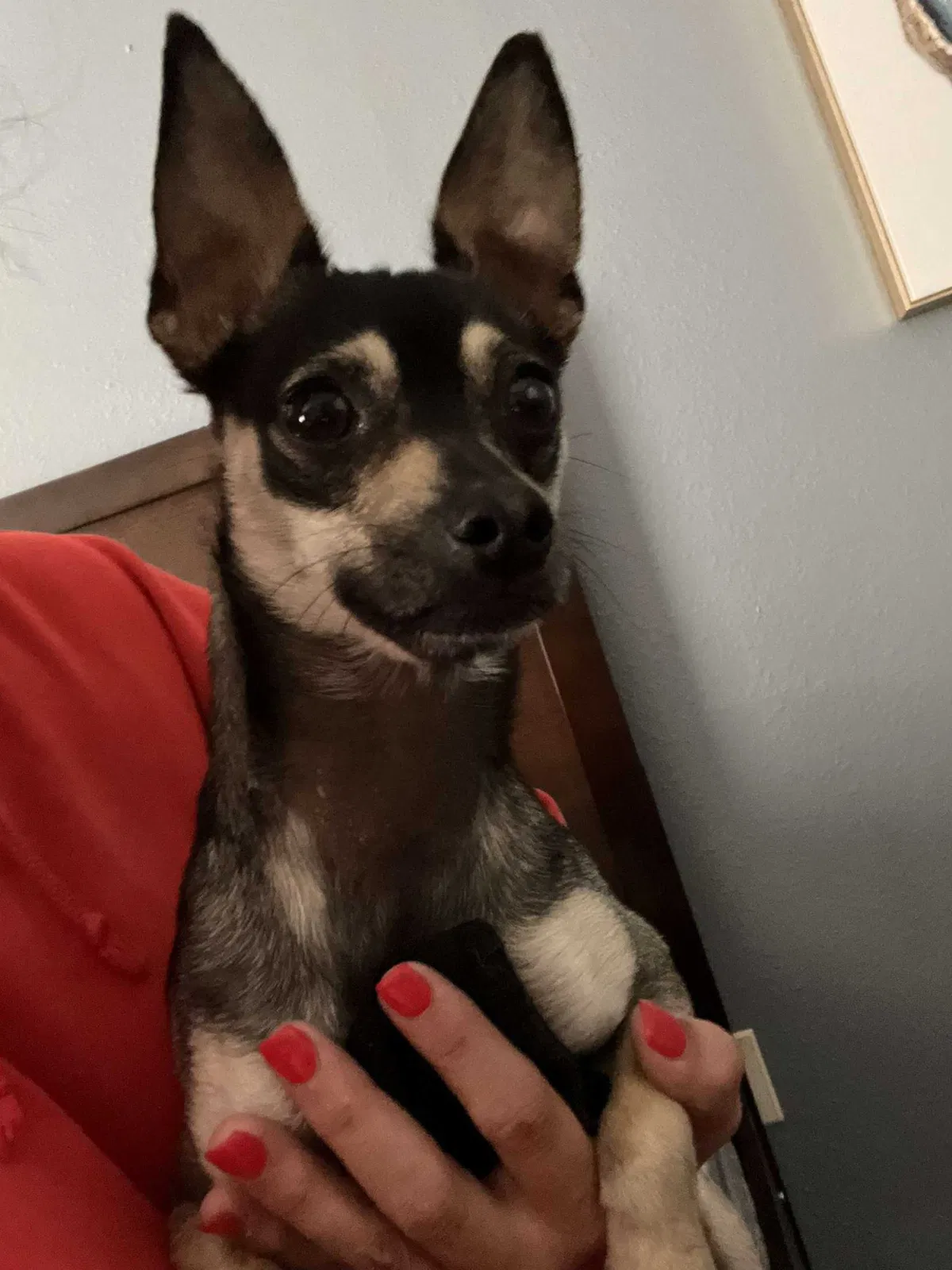 Lost dog in Savannah, GA, 31404