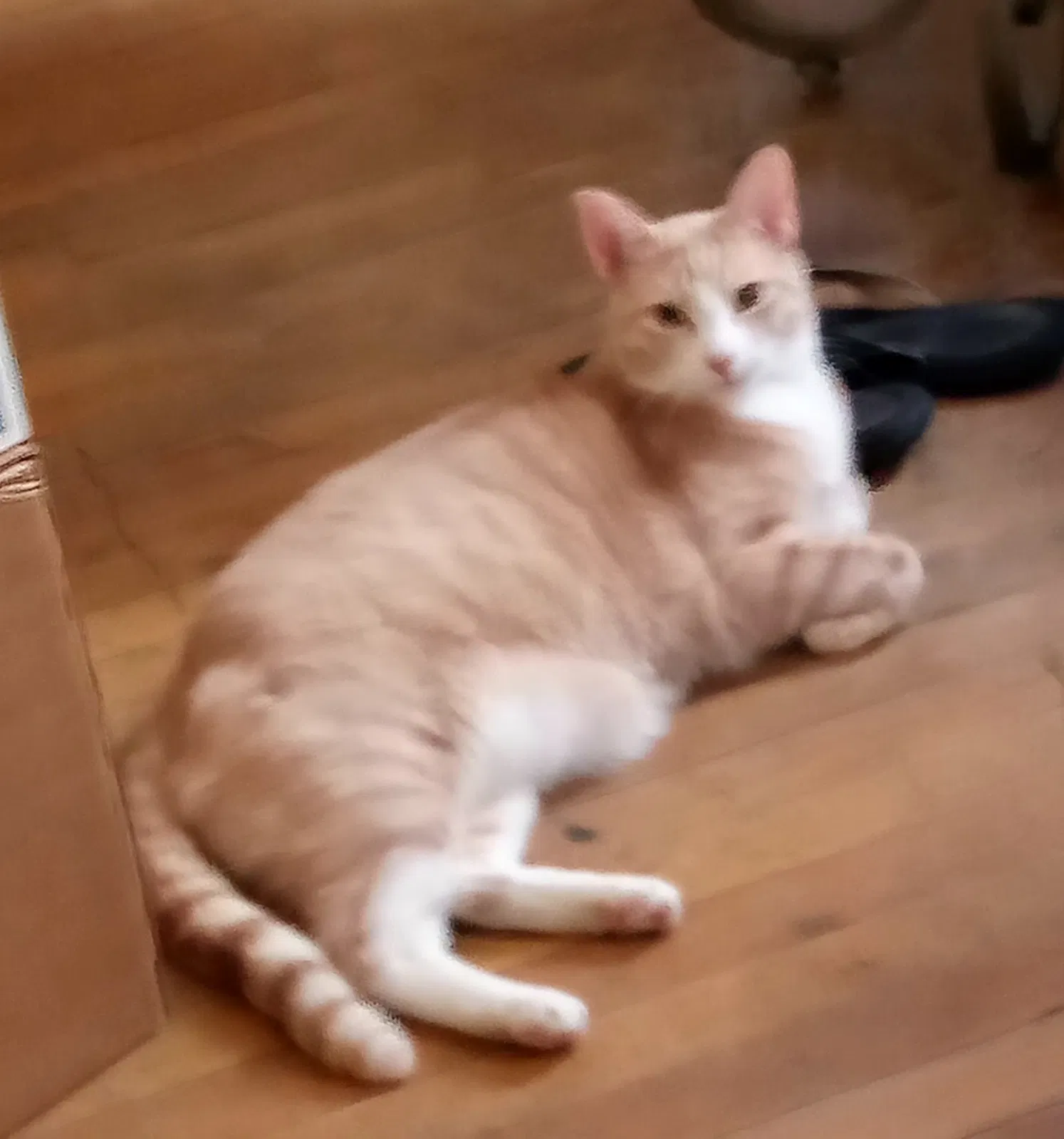 Lost cat in Manchester, NH, 3104