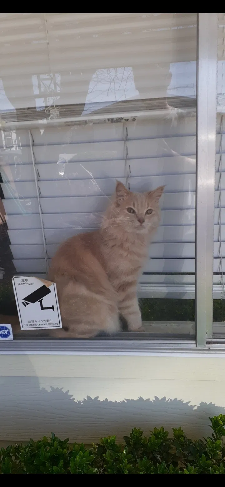 Lost cat in Hemet, CA, 92544