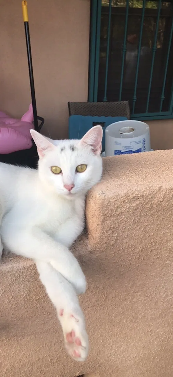Lost cat in Albuquerque, NM, 87120