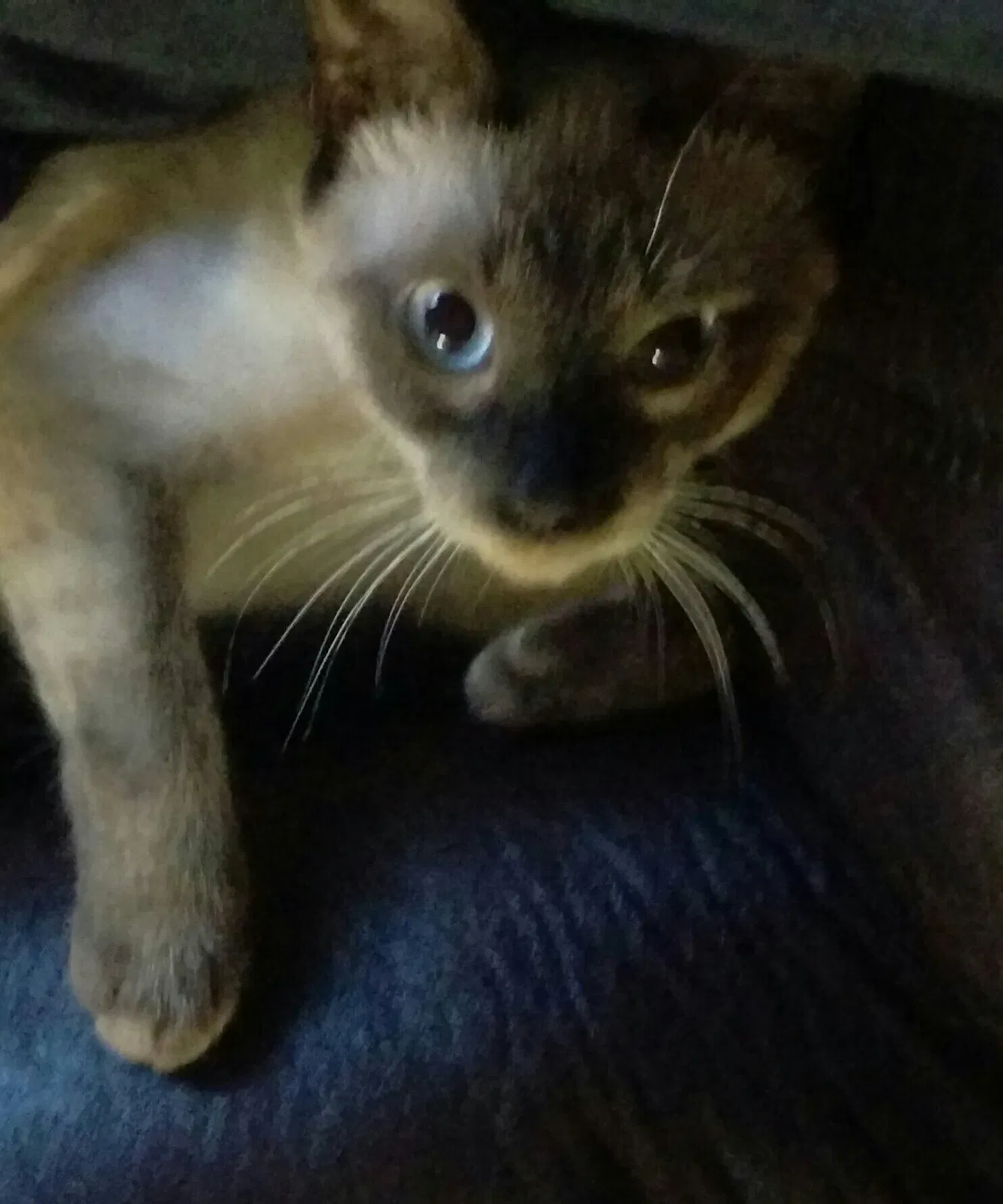 Lost cat in Kent, WA, 98042