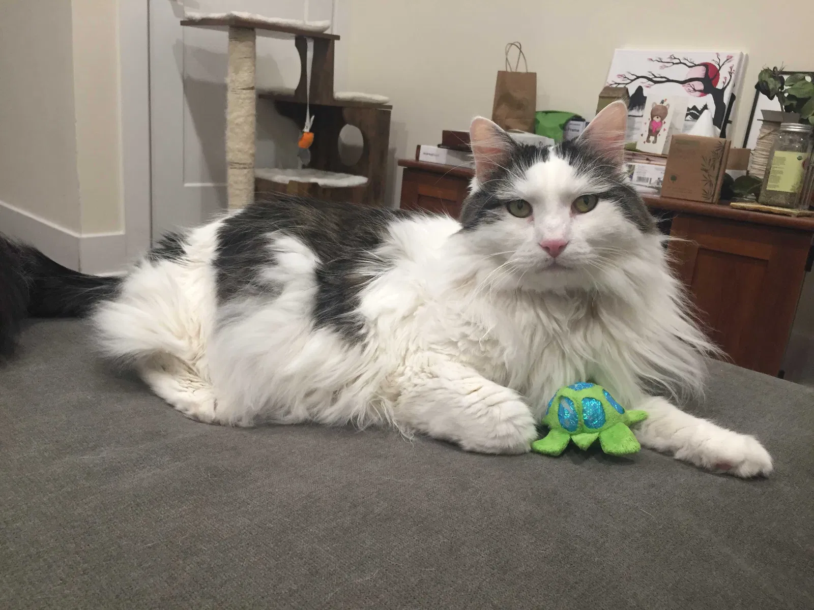 Lost cat in Iowa City, IA, 52245