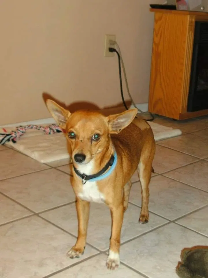 Lost dog in Richburg, SC, 29729
