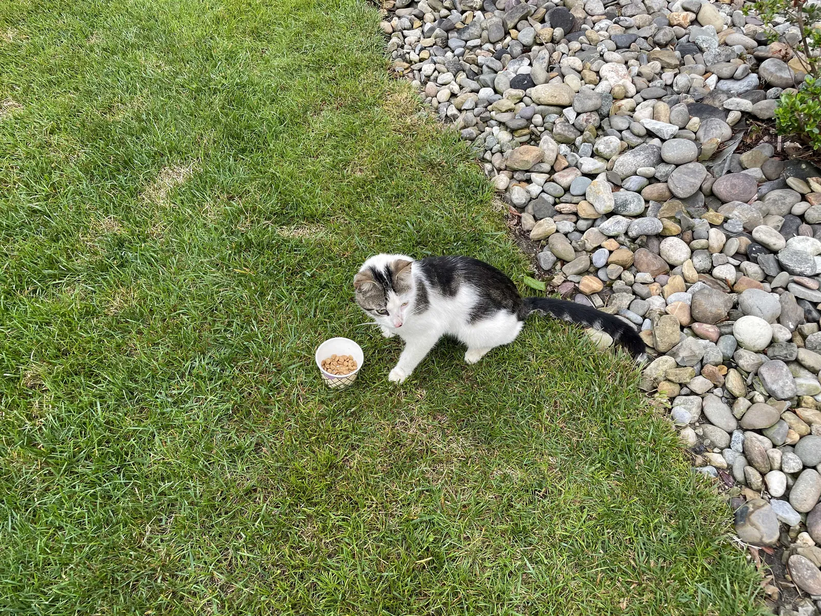 Found cat in Absecon, NJ, 8201