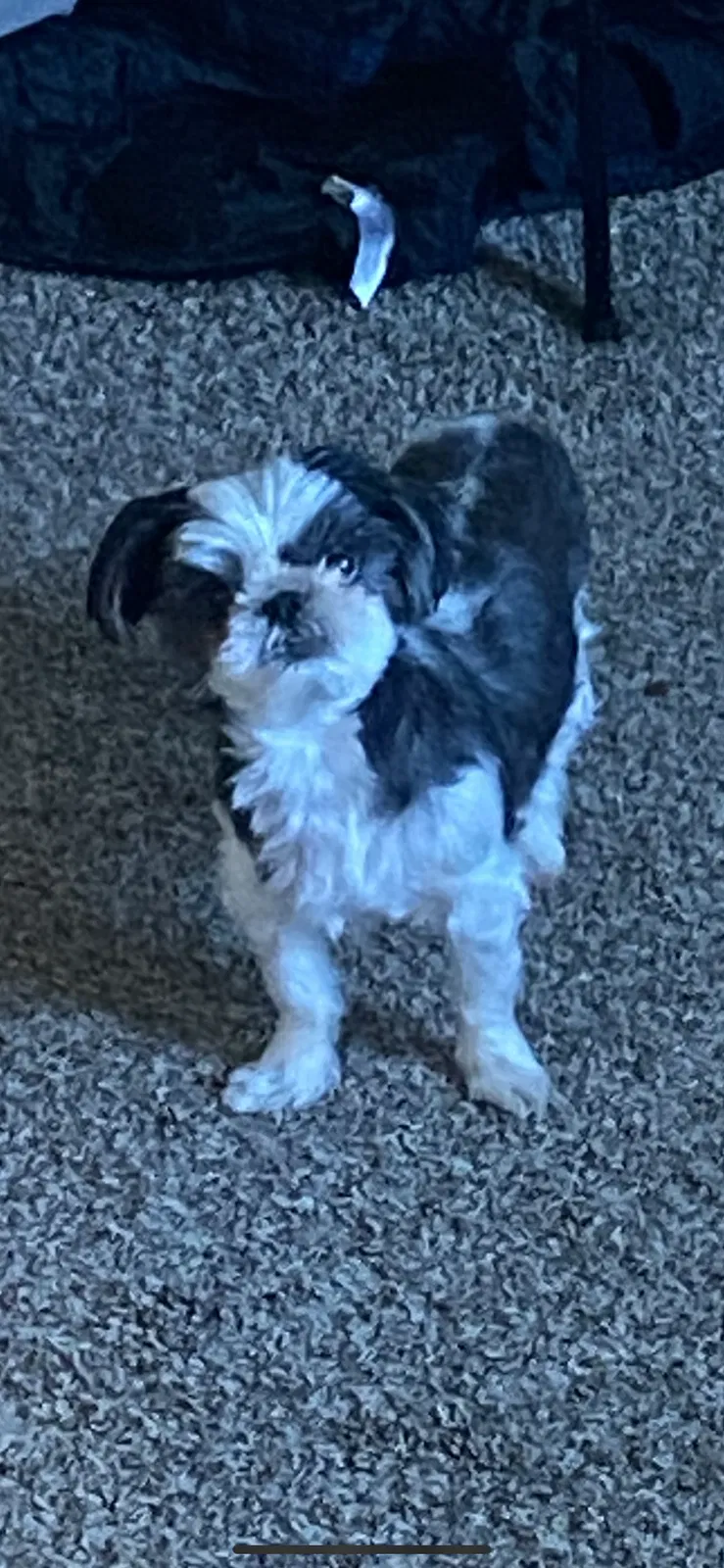 Lost dog in Denton, TX, 76207