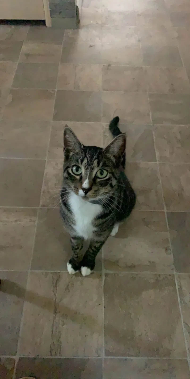 Lost cat in Bloomingburg, NY, 12721