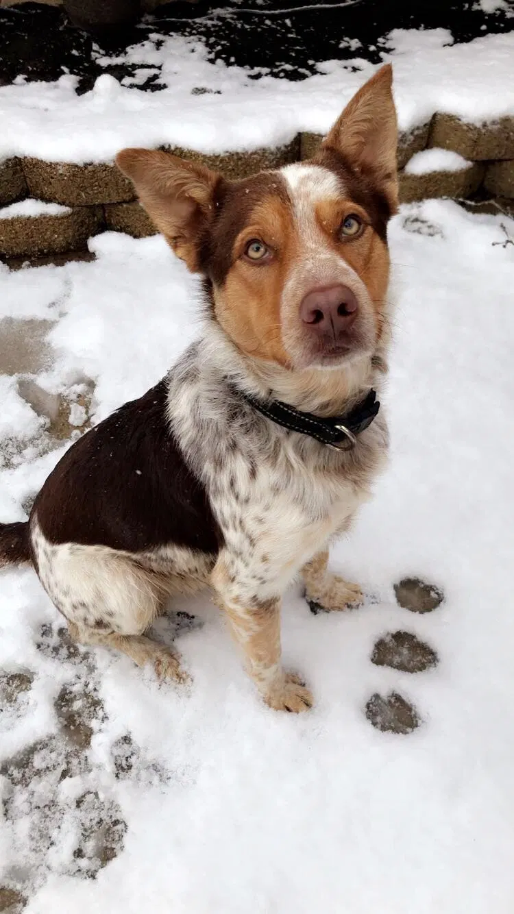 Lost dog in Denton, TX, 76209