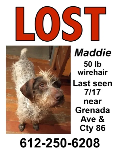 Lost dog in Farmington, MN, 55024