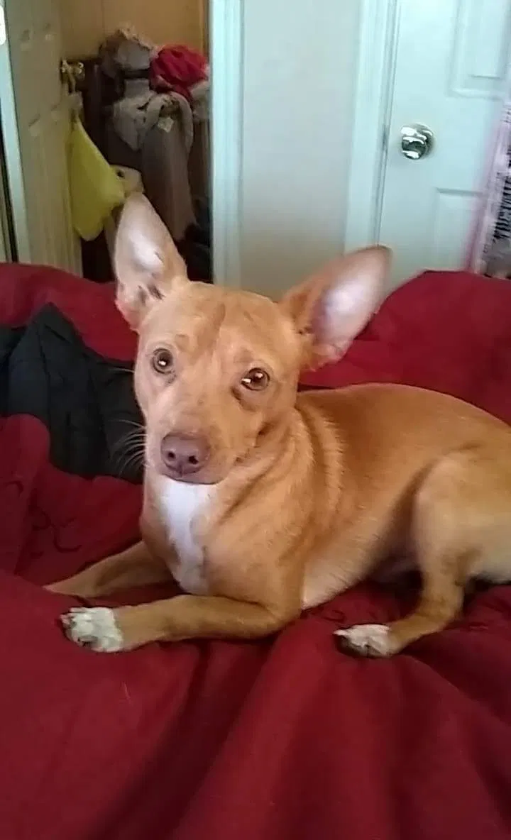 Lost dog in Groves, TX, 77619