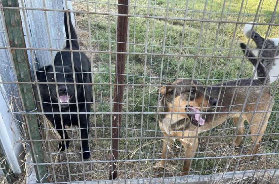 Lost dog in Terrell, TX, 75160