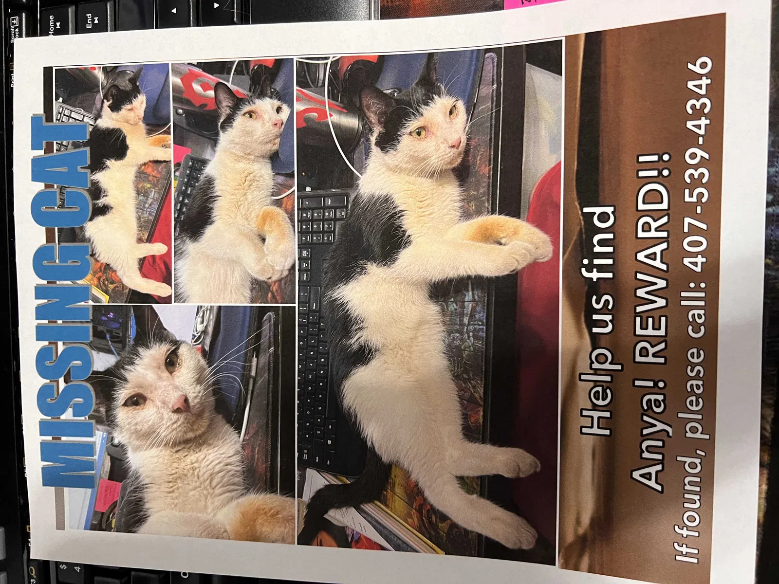 Lost cat in Winter Park, FL, 32792