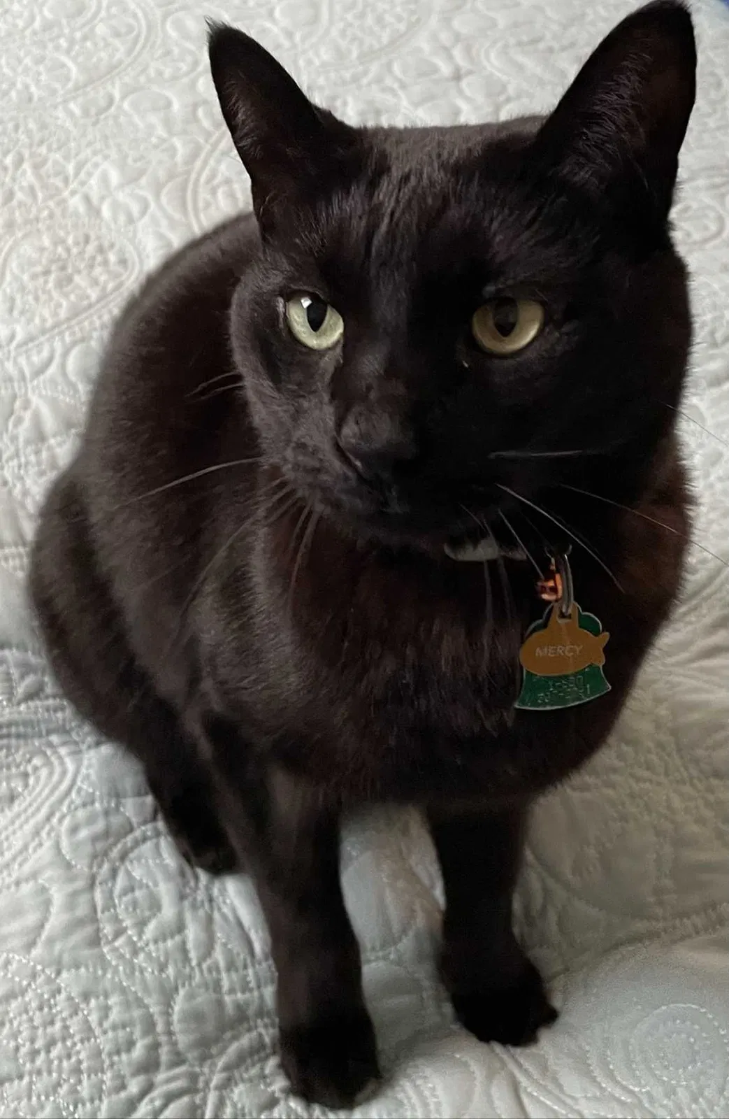 Lost cat in Orlando, FL, 32814