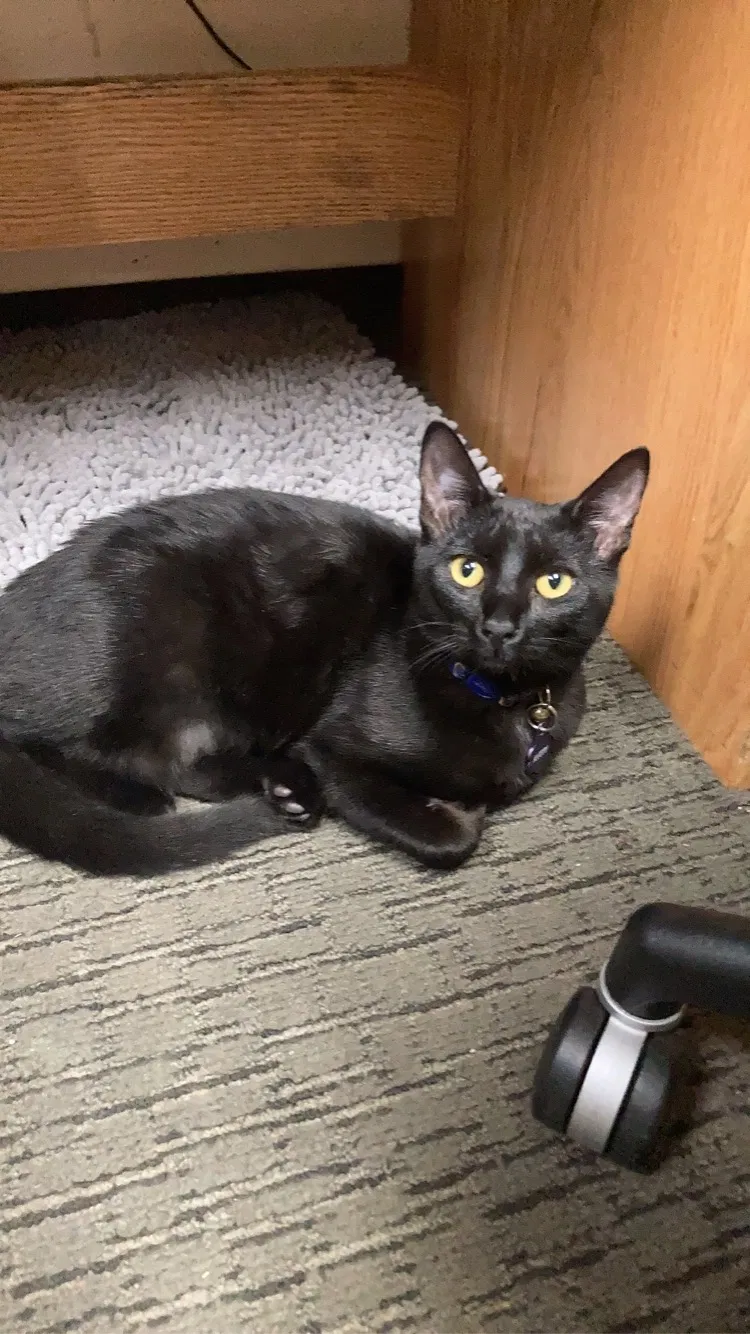 Lost cat in Redwood City, CA, 94064