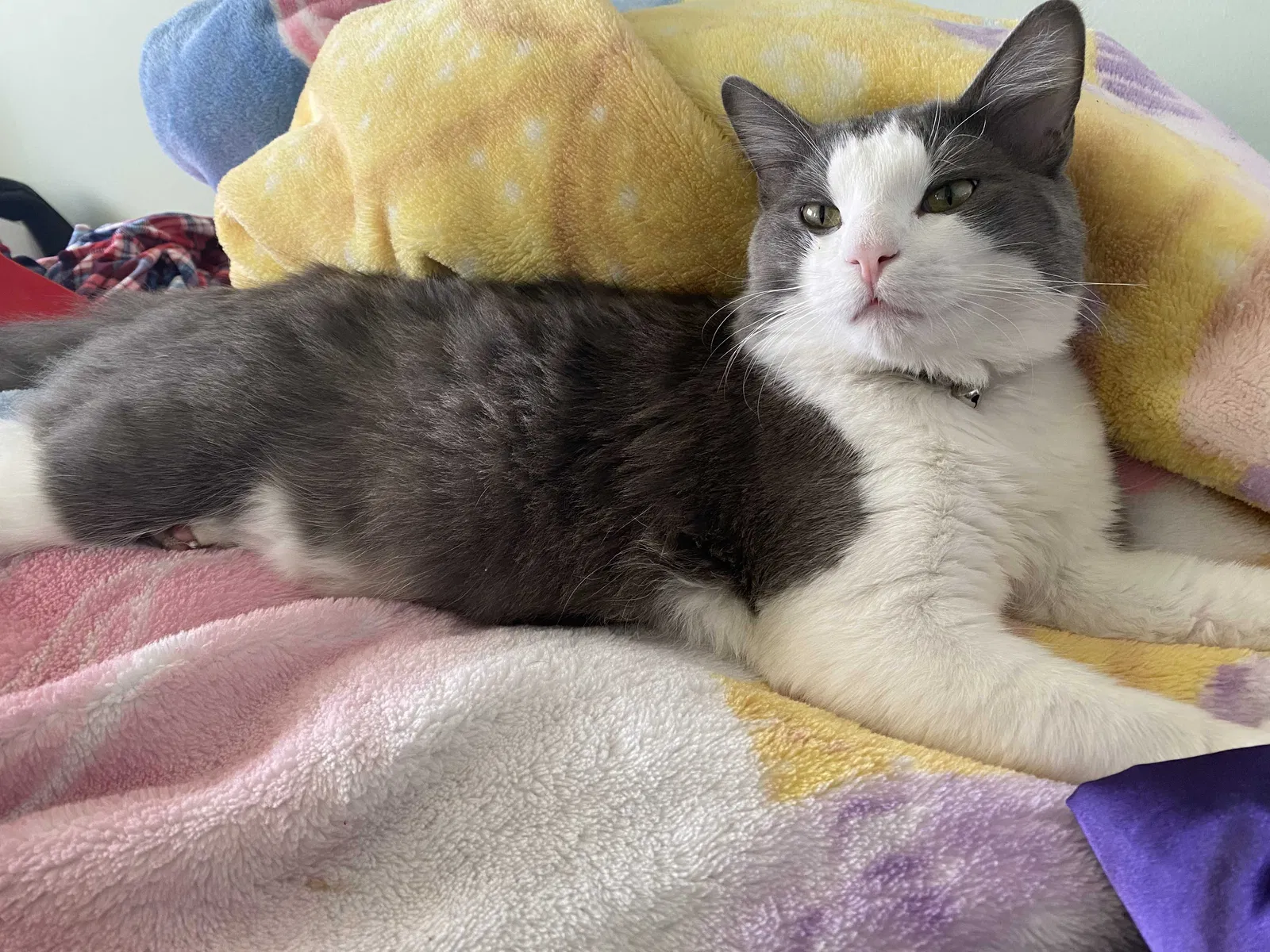 Lost cat in Winnetka, CA, 91306