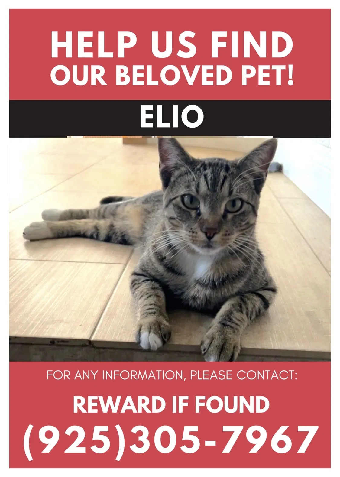 Lost cat in Concord, CA, 94521