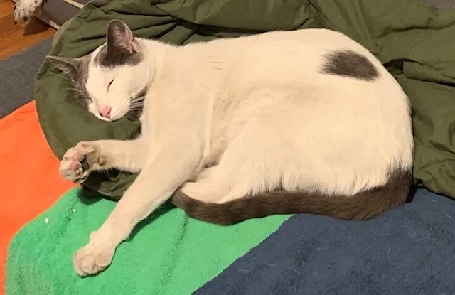 Lost cat in Oakland, CA, 94609