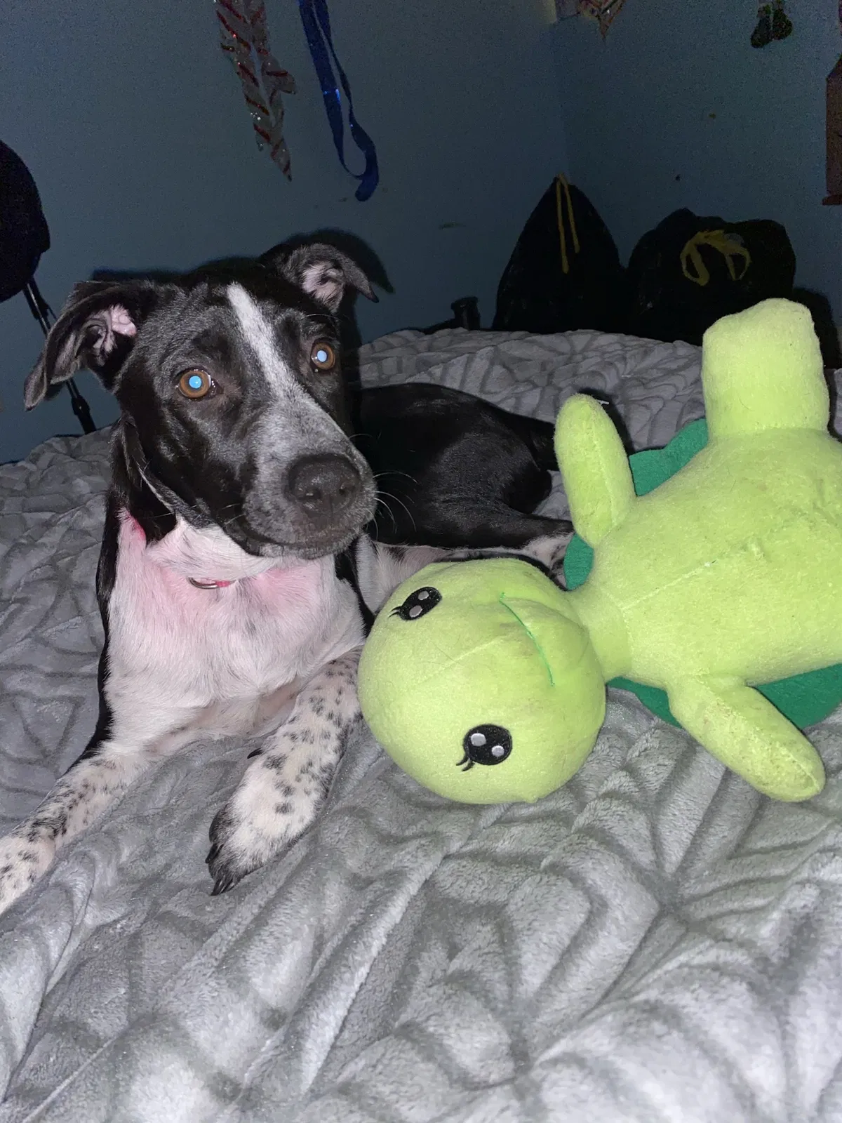 Lost dog in Semmes, AL, 36575