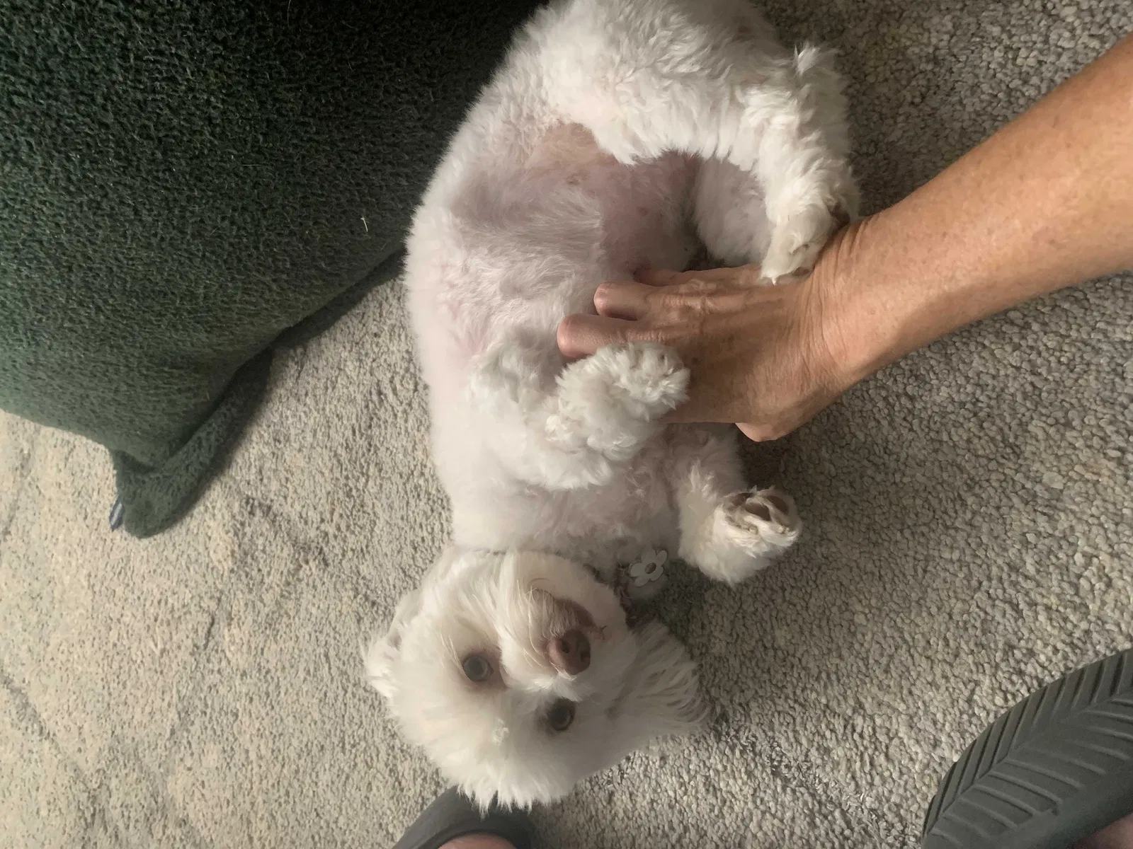 Lost dog in Visalia, CA, 93277