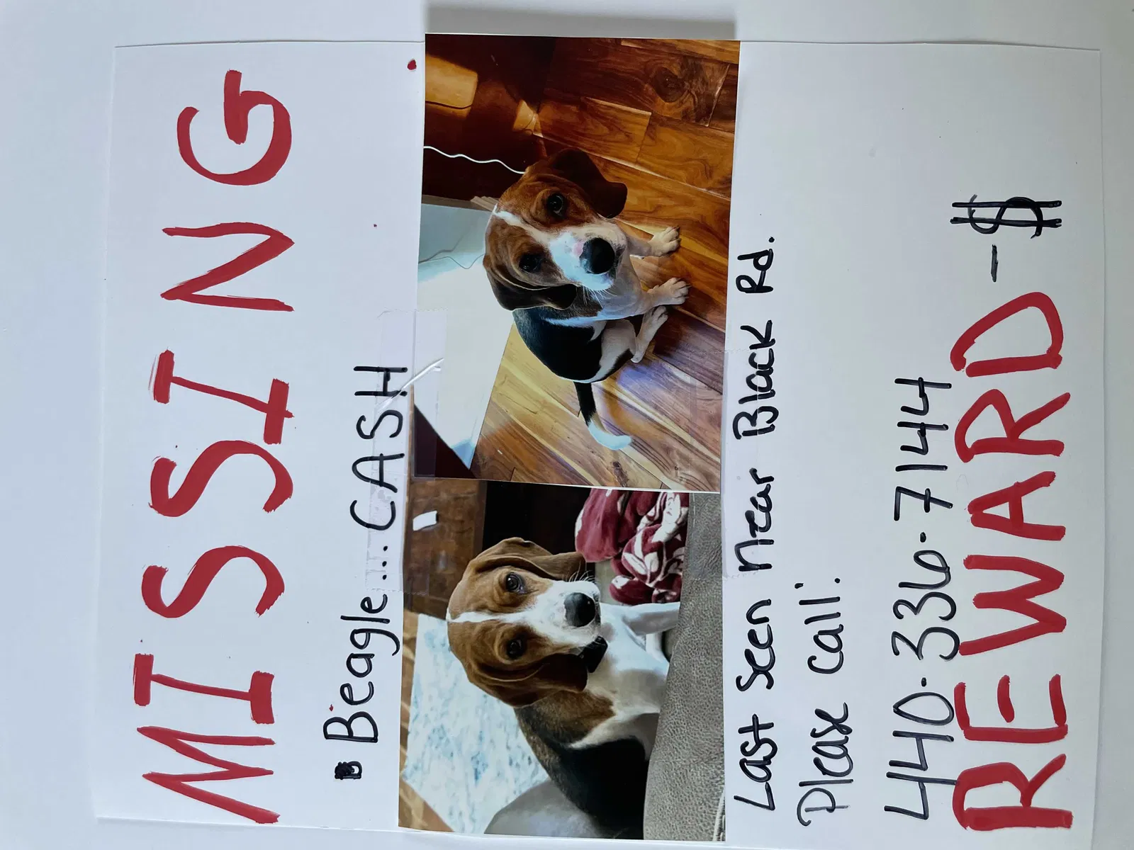 Lost dog in Meadville, PA, 16335