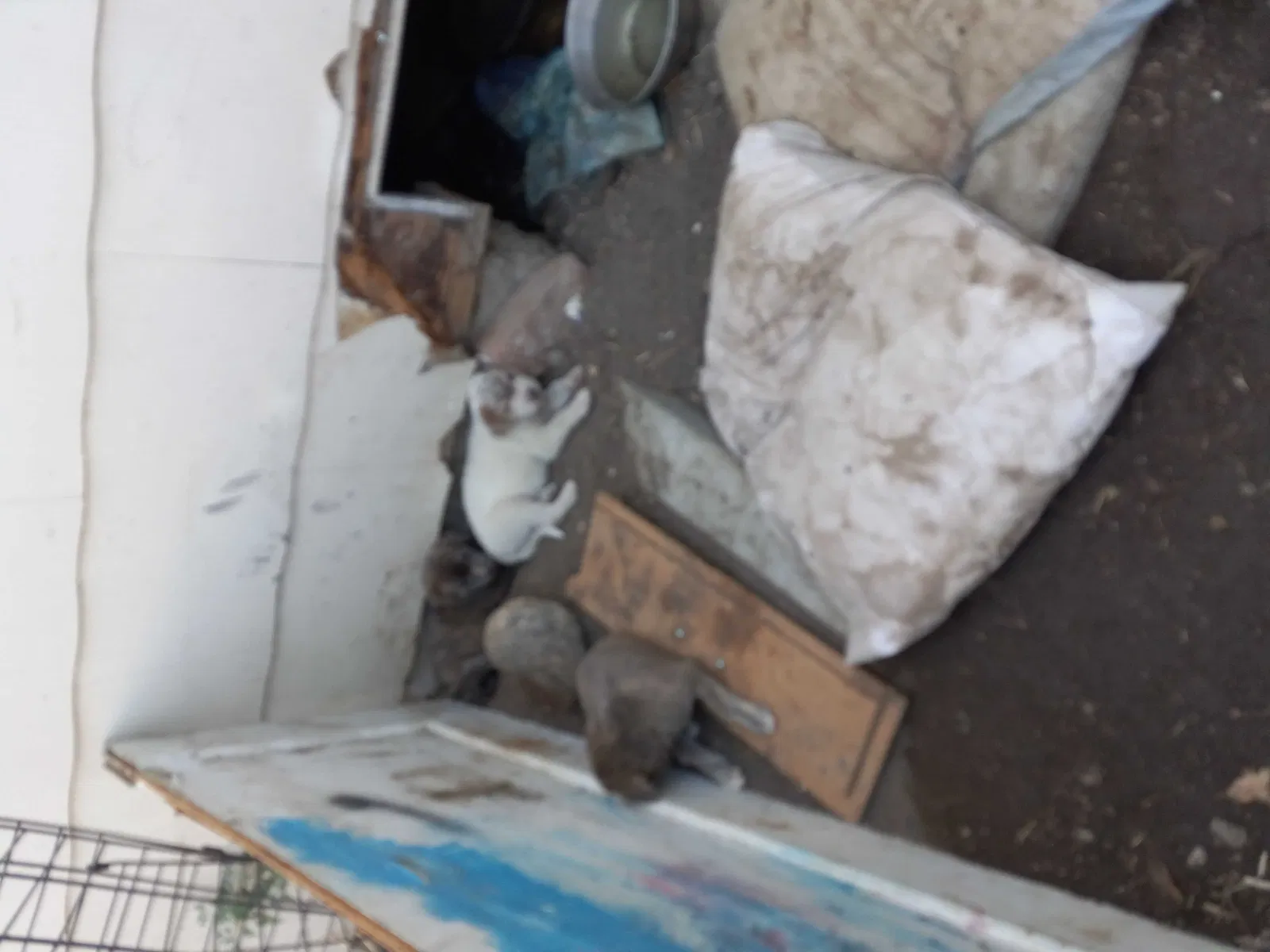 Found dog in Stockton, CA, 95215