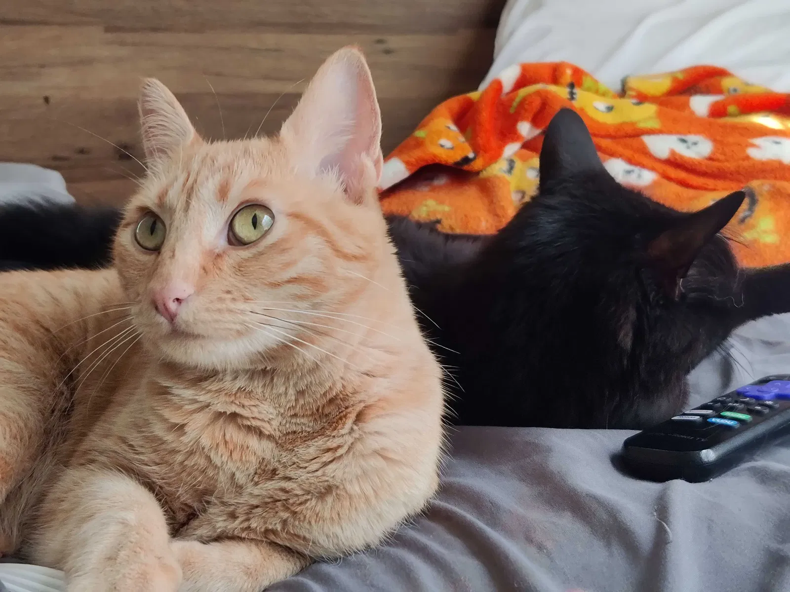 Lost cat in Indianapolis, IN, 46225