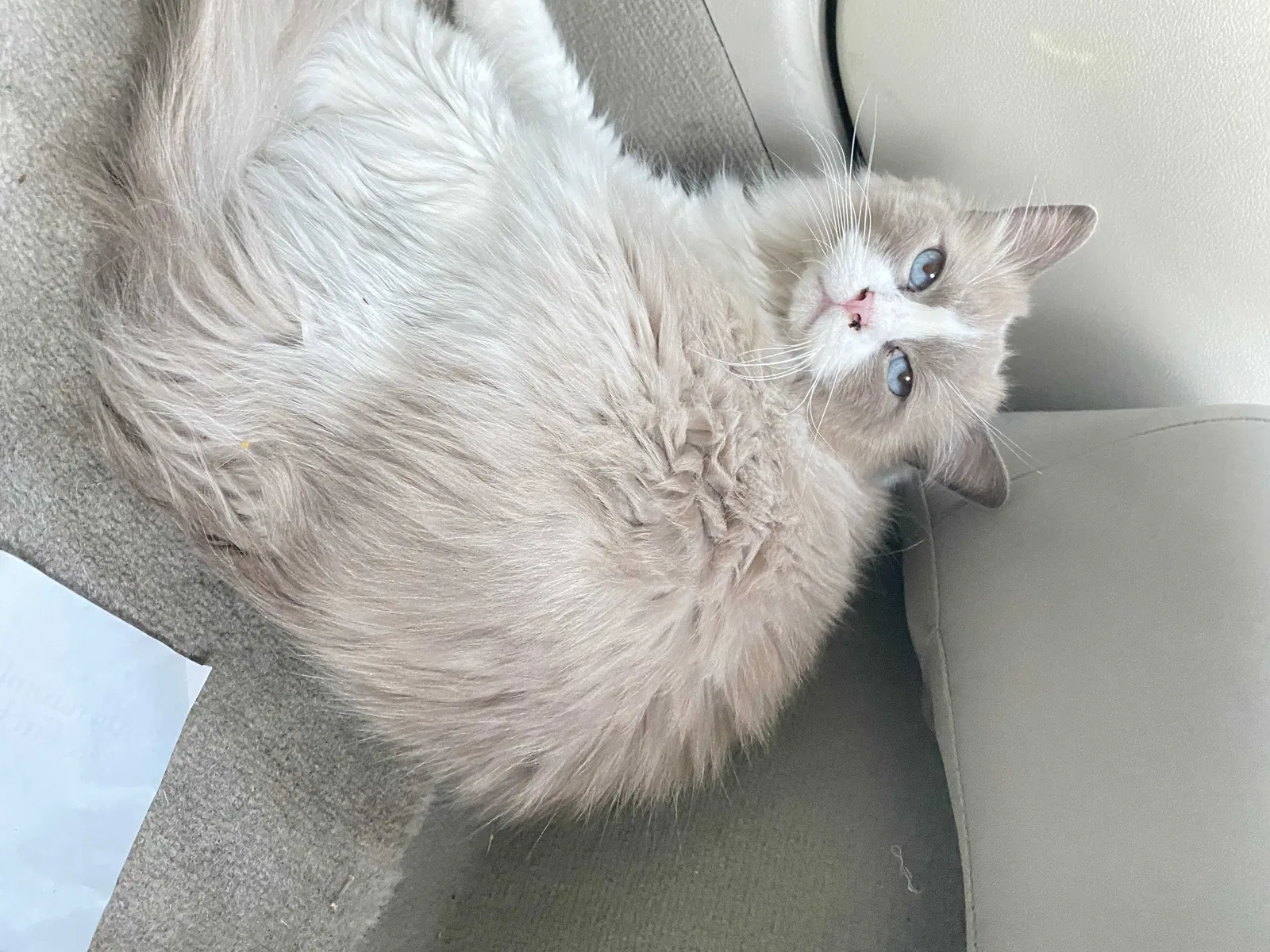 Lost cat in Round Rock, TX, 78681