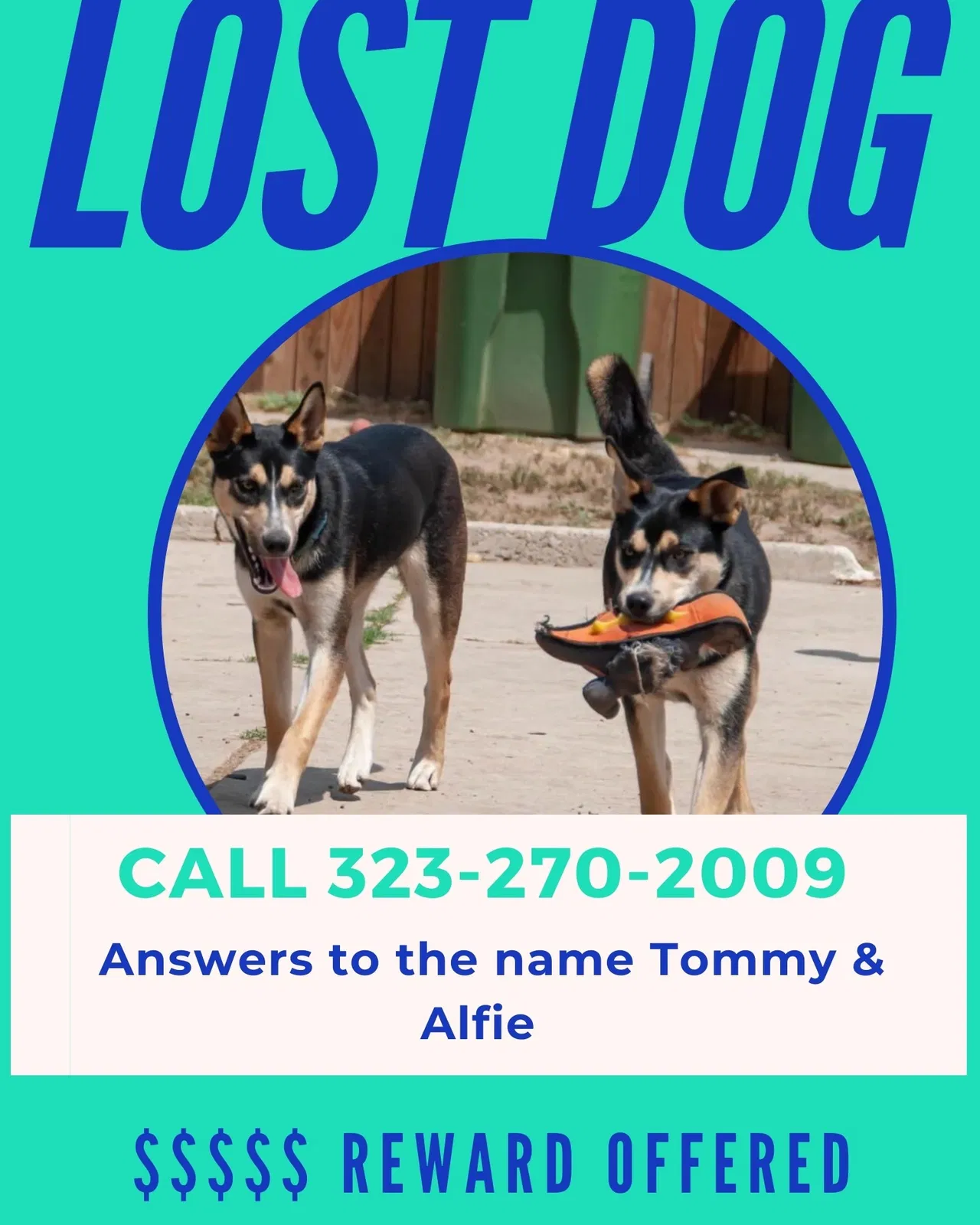 Lost dog in Unknown, CA, 90626