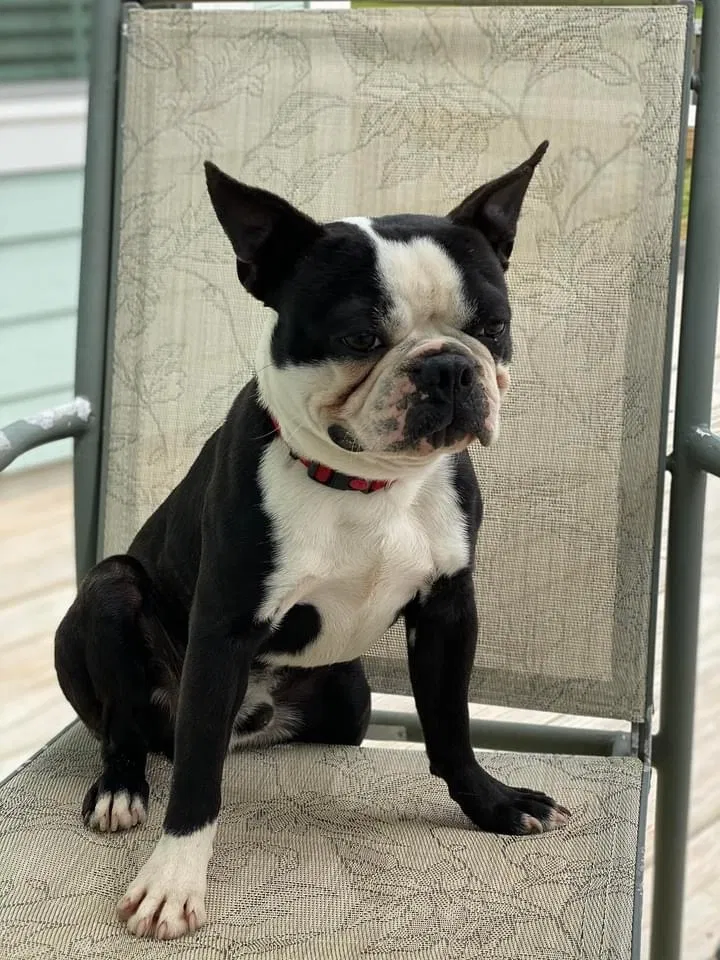 Lost dog in Summerville, SC, 29485