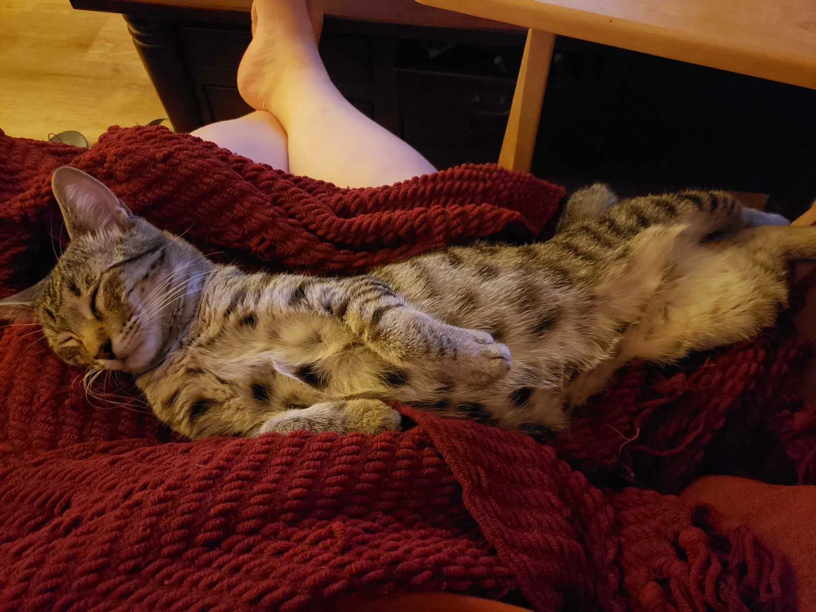 Lost cat in Dickinson, TX, 77539