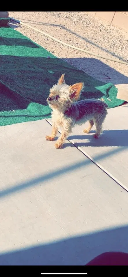 Lost dog in Tucson, AZ, 85706