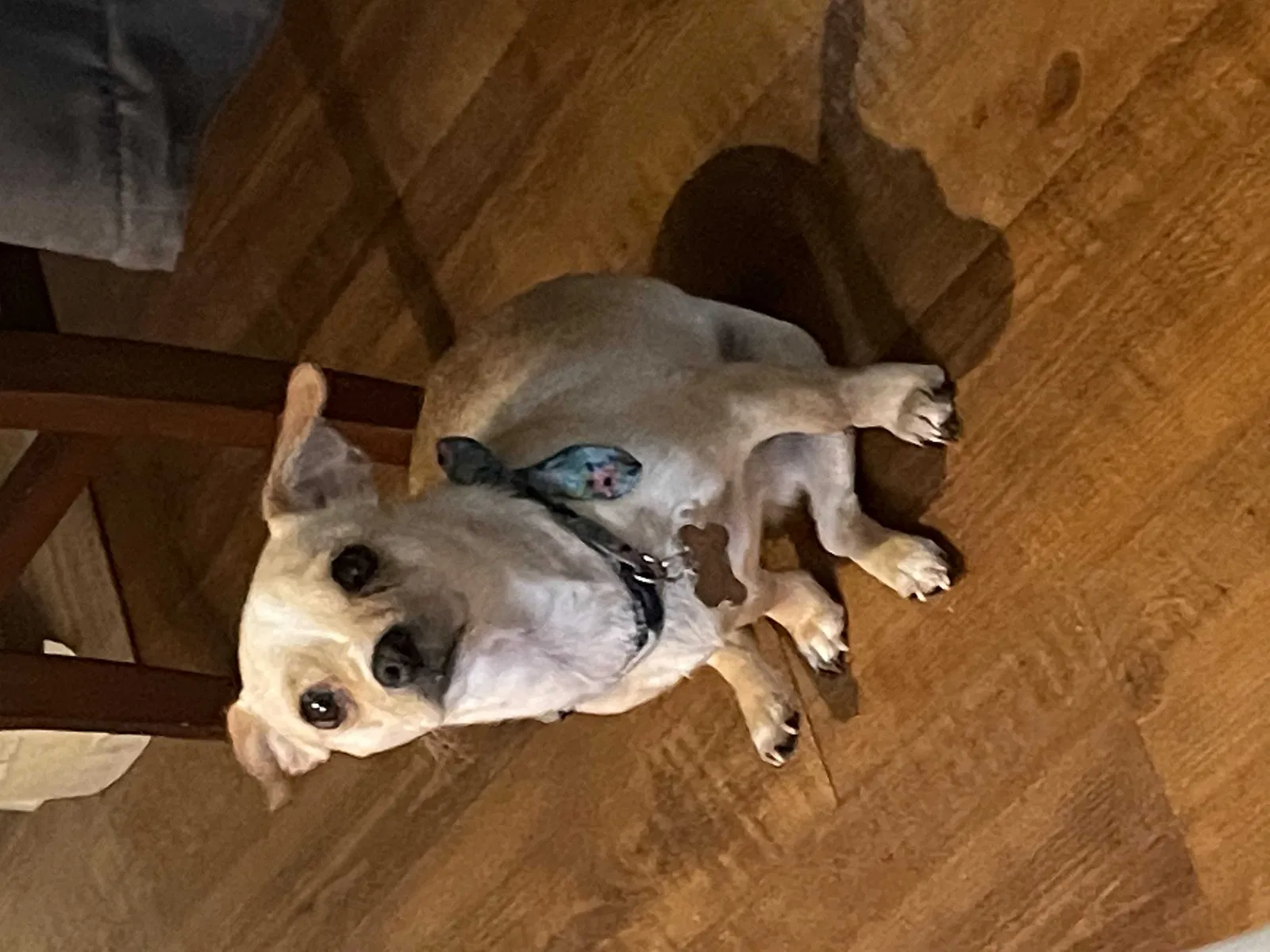 Lost dog in Katy, TX, 77449