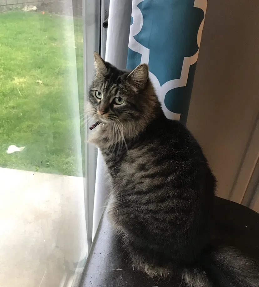 Lost cat in Highland, CA, 92346