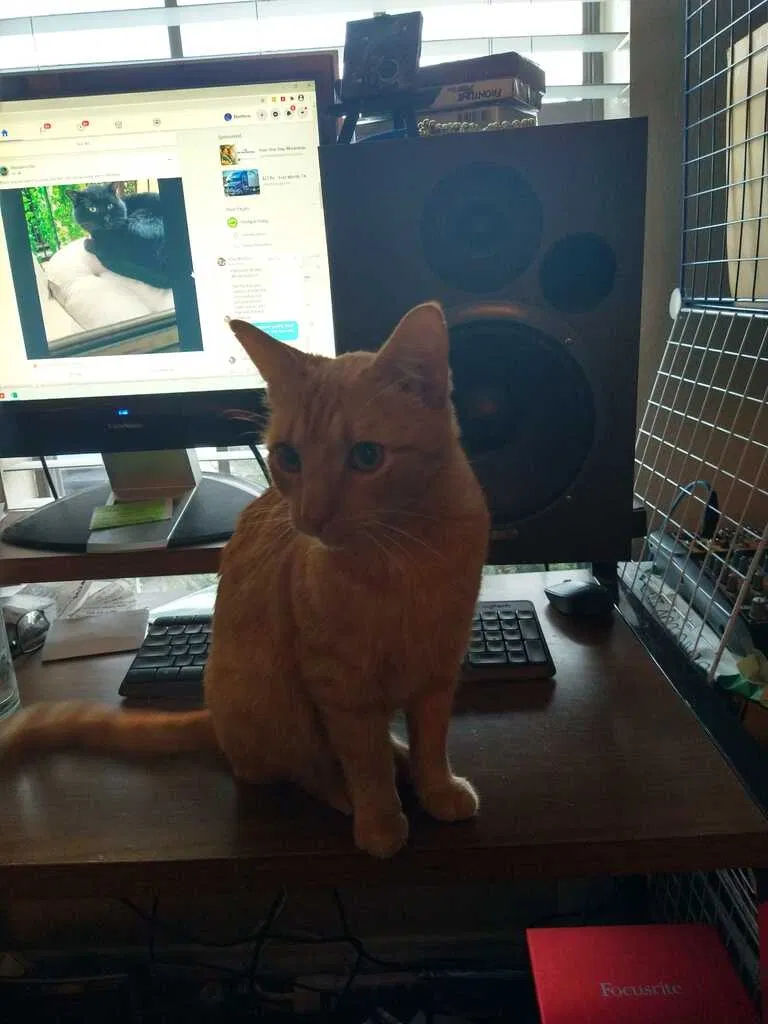 Lost cat in Fort Worth, TX, 76107