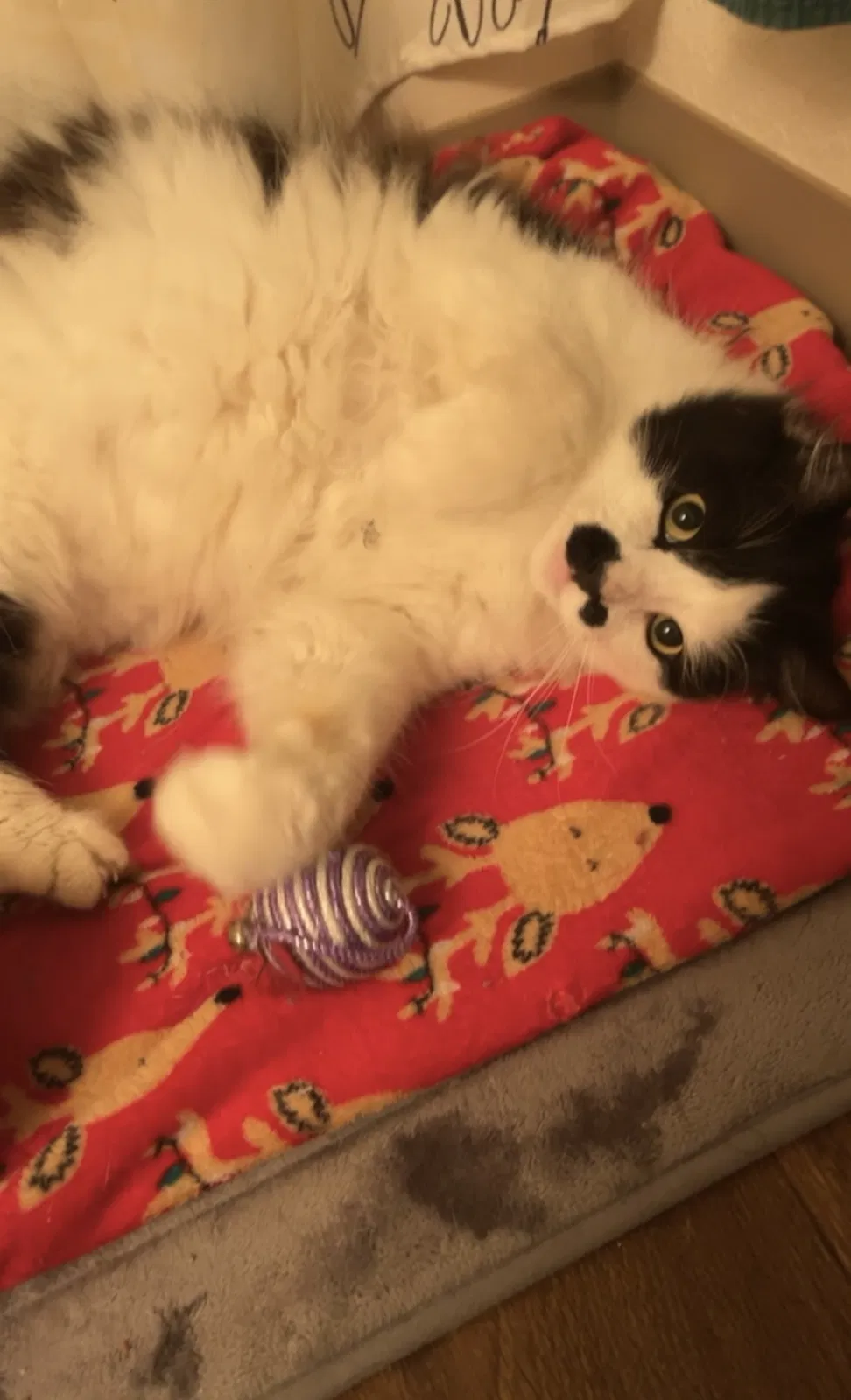 Lost cat in Eugene, OR, 97402