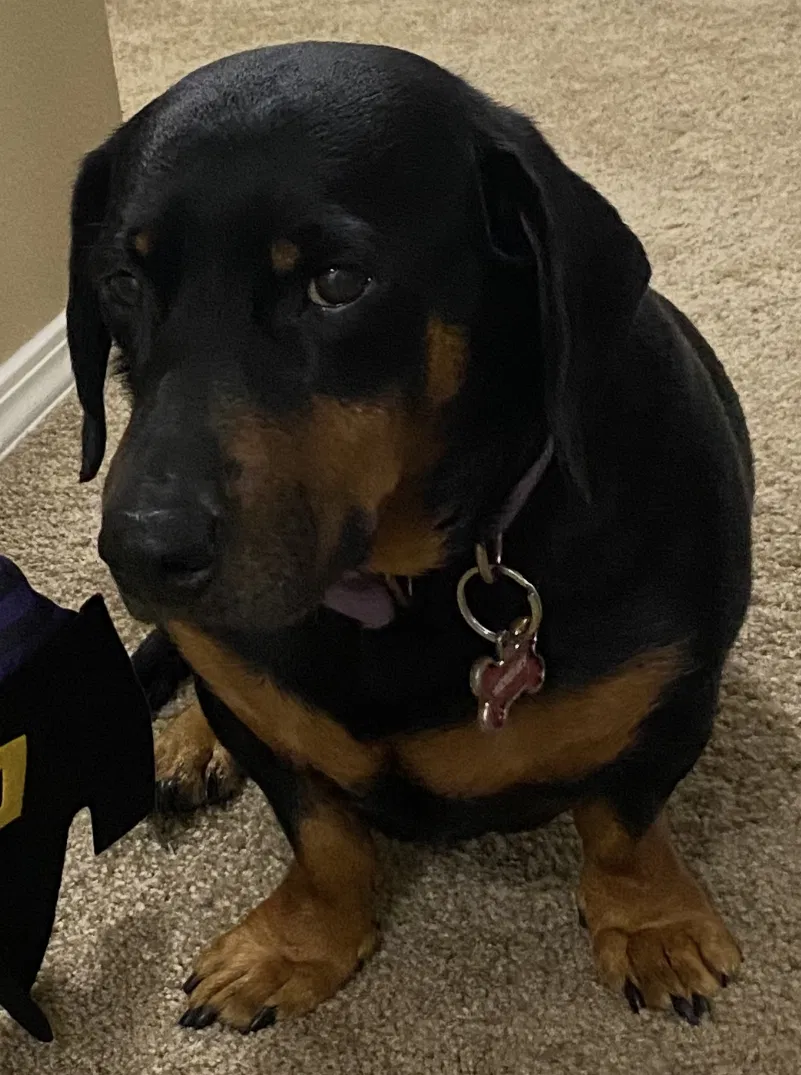 Lost dog in Shedd, OR, 97377