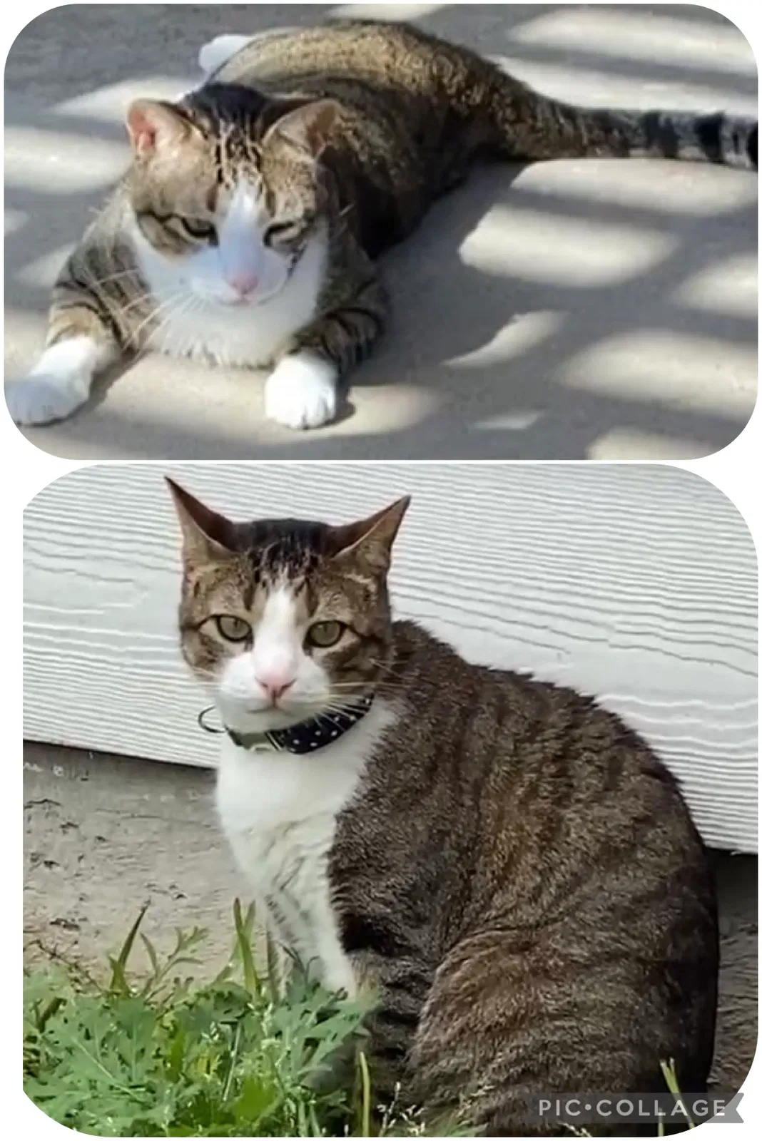 Lost cat in Corpus Christi, TX, 78410