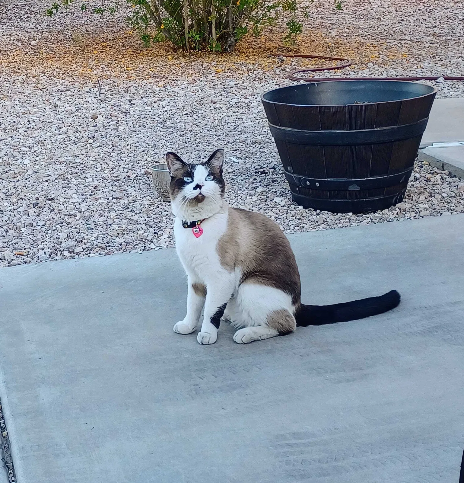 Lost cat in Buckeye, AZ, 85326