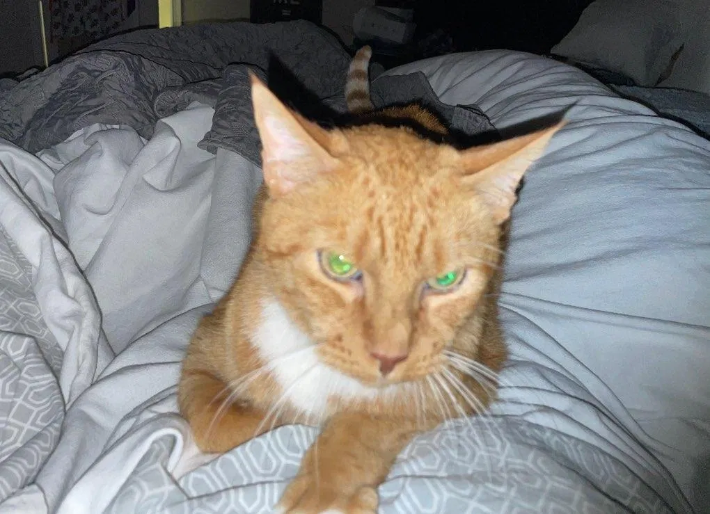 Lost cat in Saint Augustine, FL, 32095